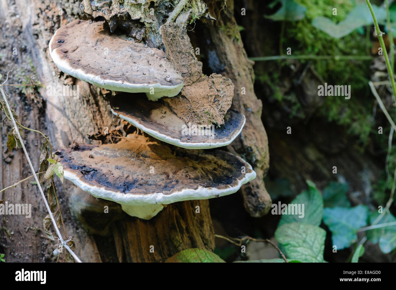 Razor Strop Fungus (Piptoporus betulinus) Stock Photo