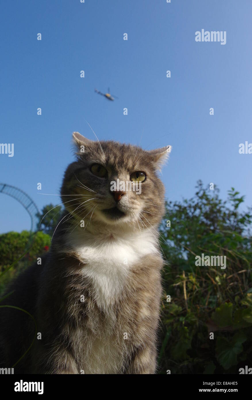 Tabby cat and helicopter Stock Photo Alamy