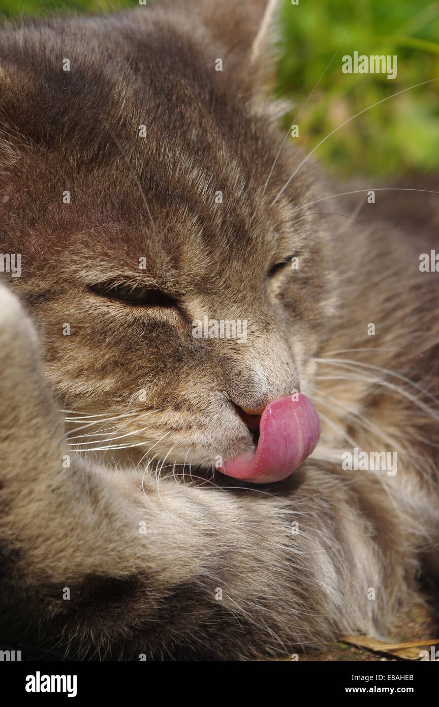 Tabby cat licking nose Stock Photo Alamy
