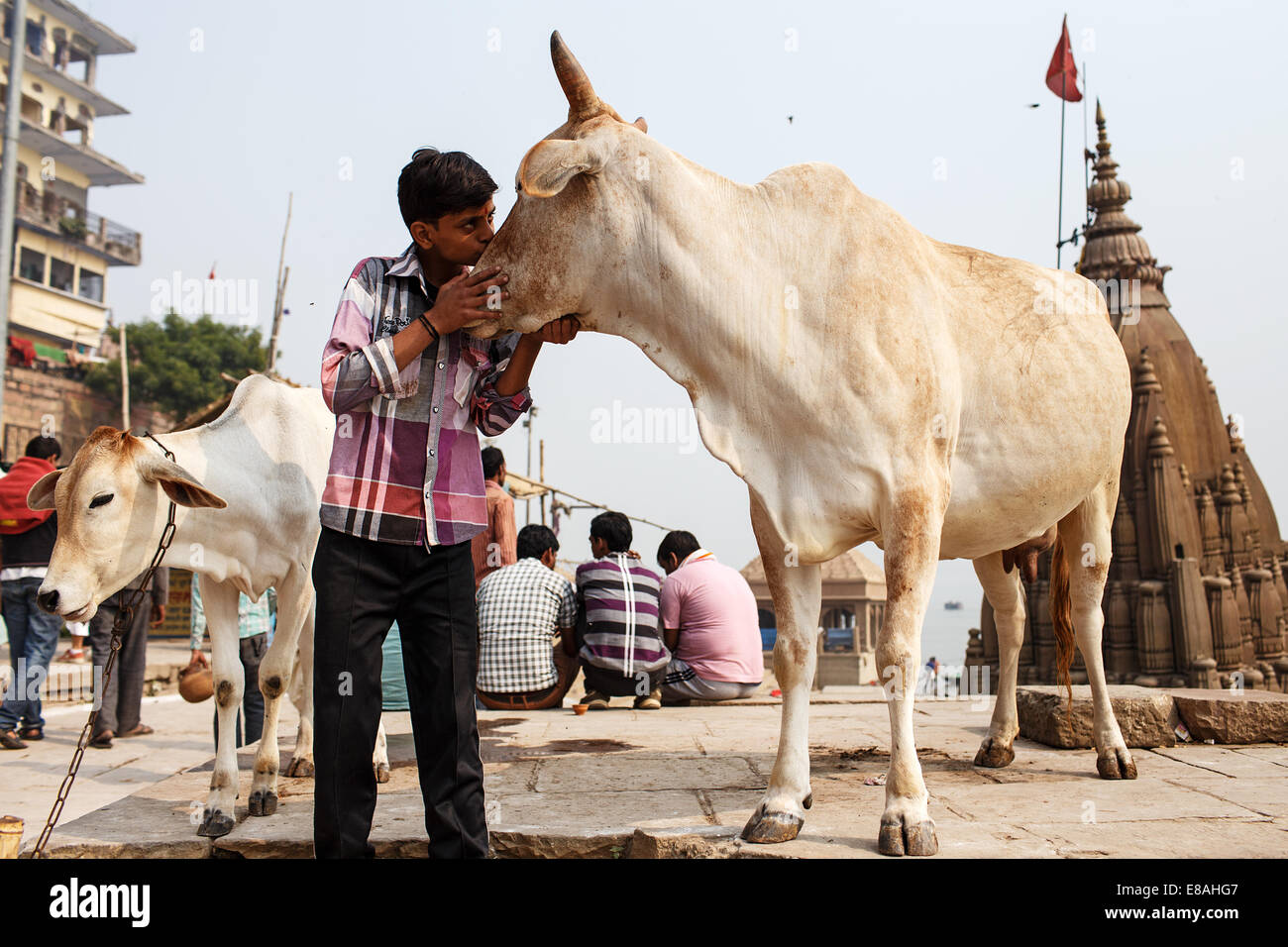 A young man kisses a white cow at one of the Ganges ghats in Varansi, India. Stock Photo