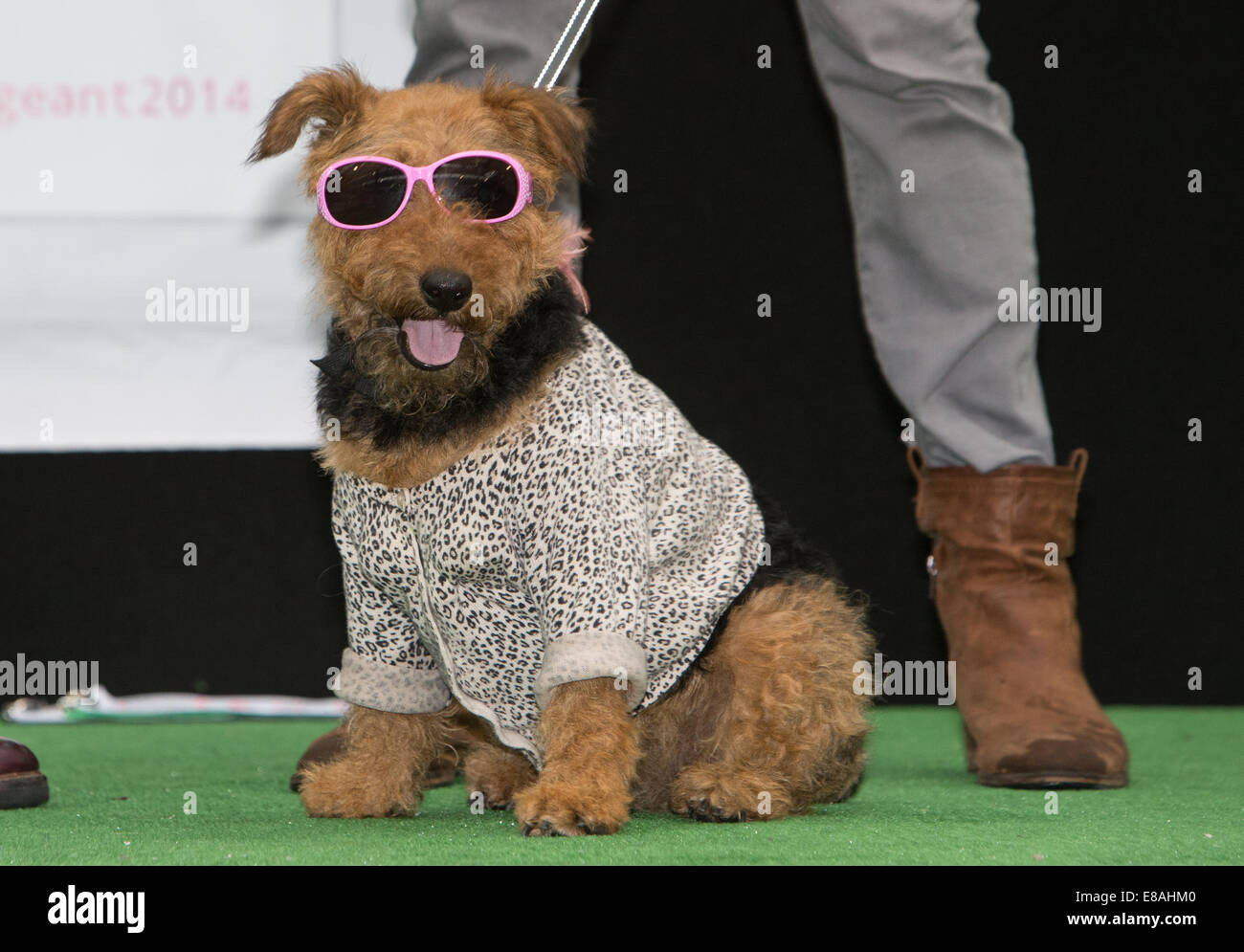 Spitalfields Dog Pageant and fashion show Stock Photo