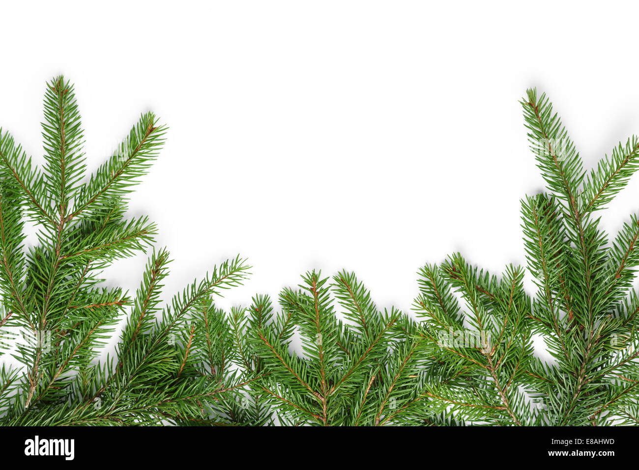 bottom border from fir twigs, christmas decoration white background Stock Photo