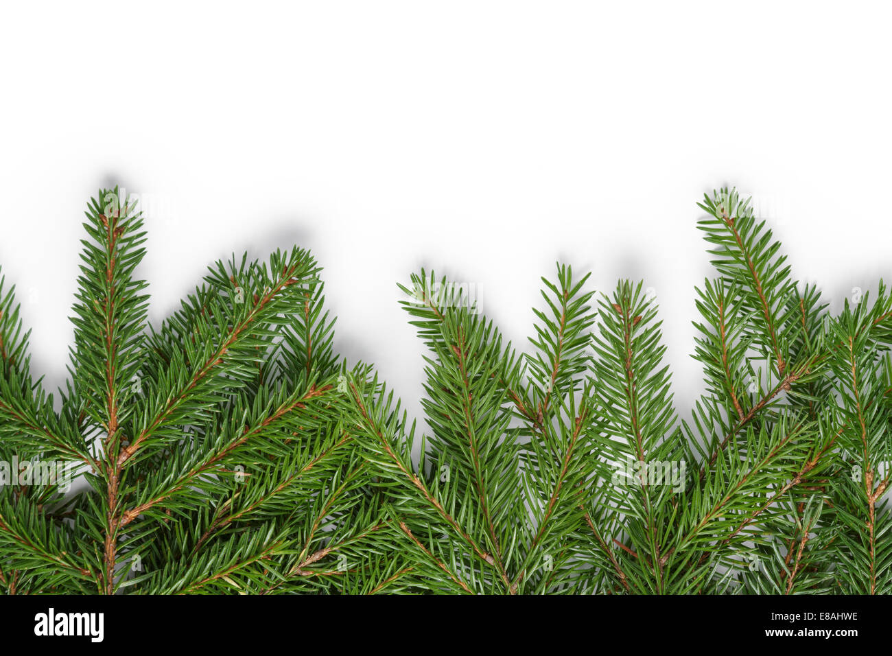 bottom border from fir twigs, christmas decoration white background Stock Photo