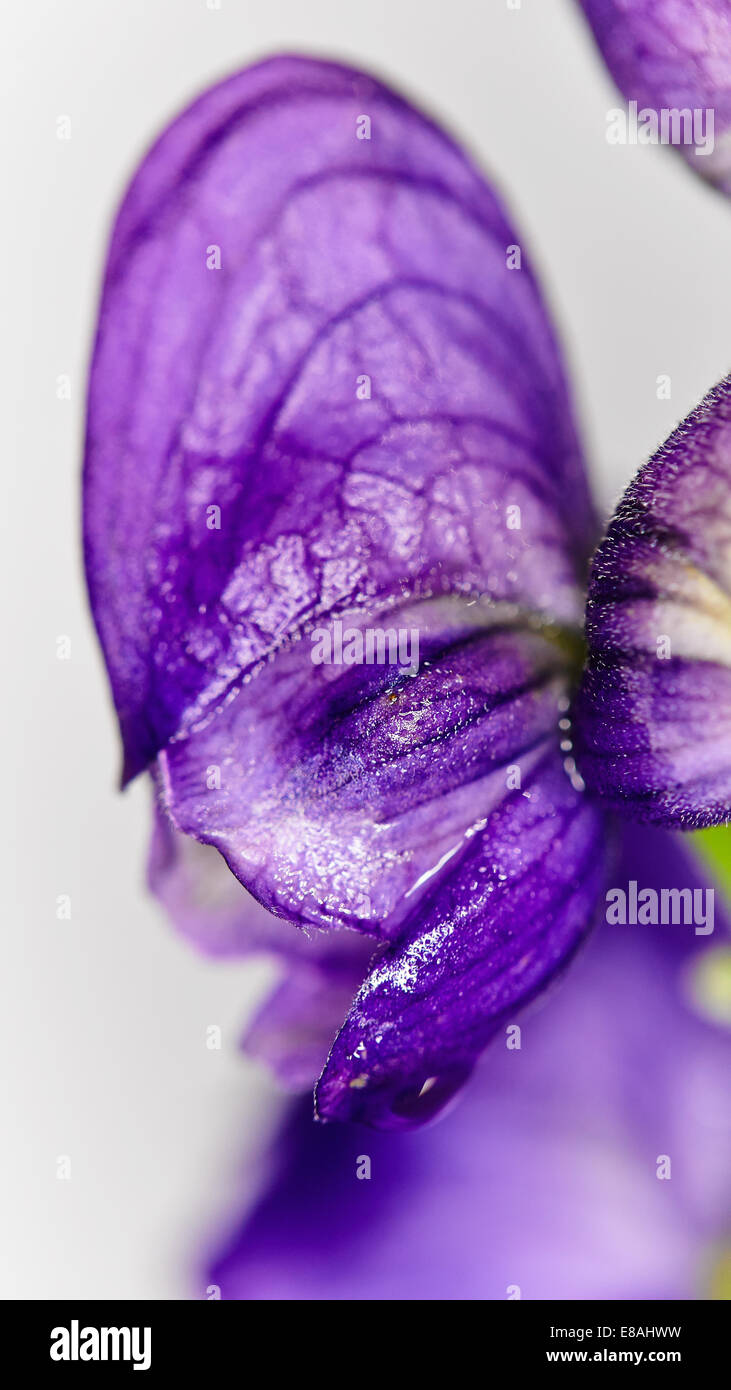 Monkshood flower against a light background Stock Photo