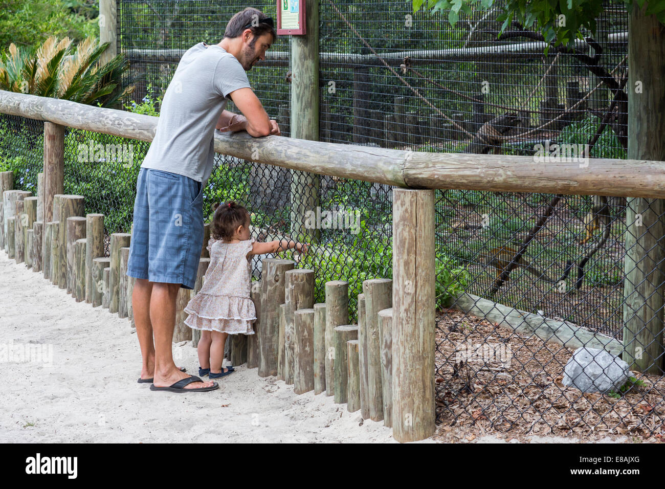 Father and baby daughter watching monkeys at zoo Stock Photo