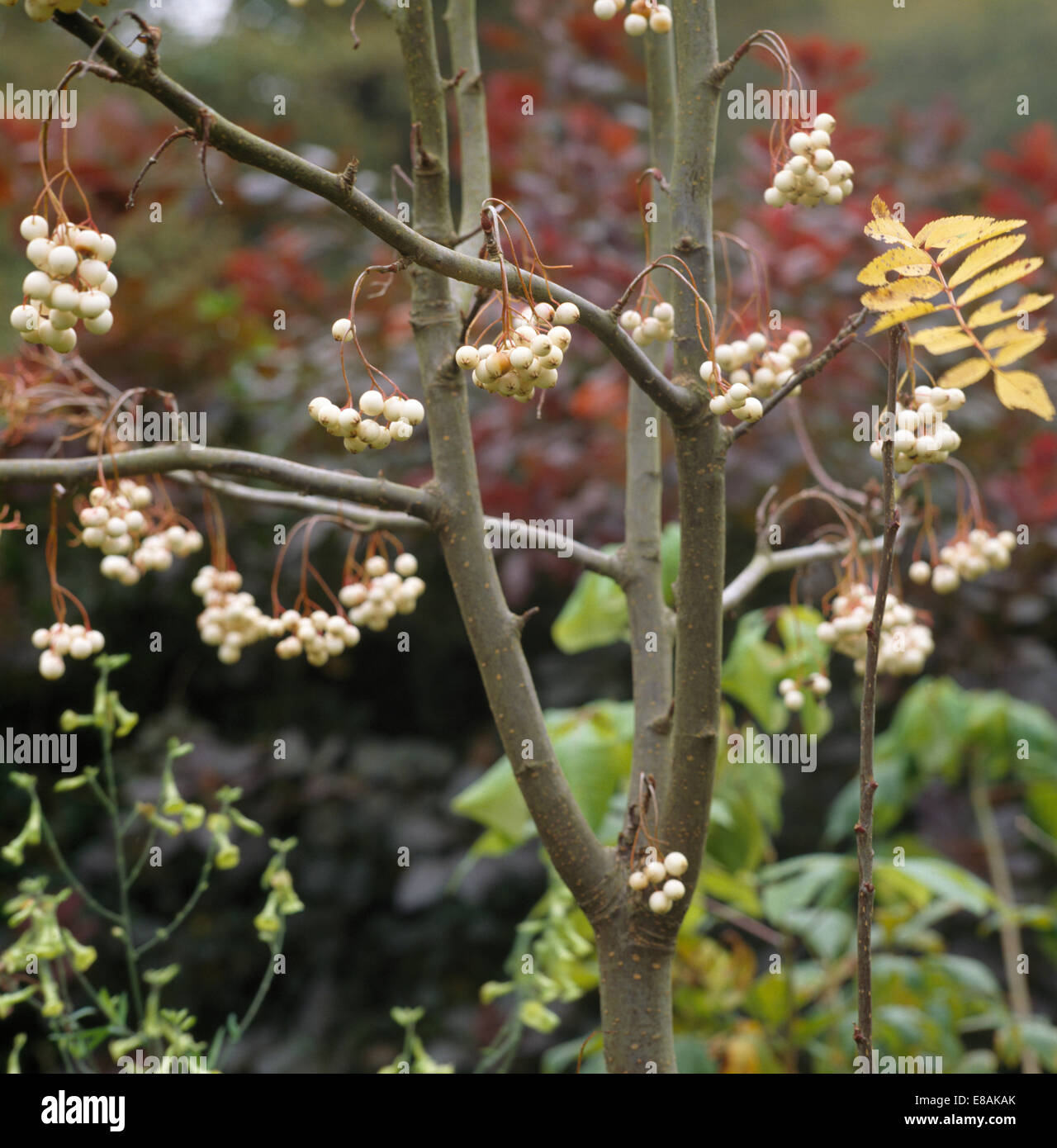 White Berries Rowan Tree Sorbus High Resolution Stock Photography and Images Alamy