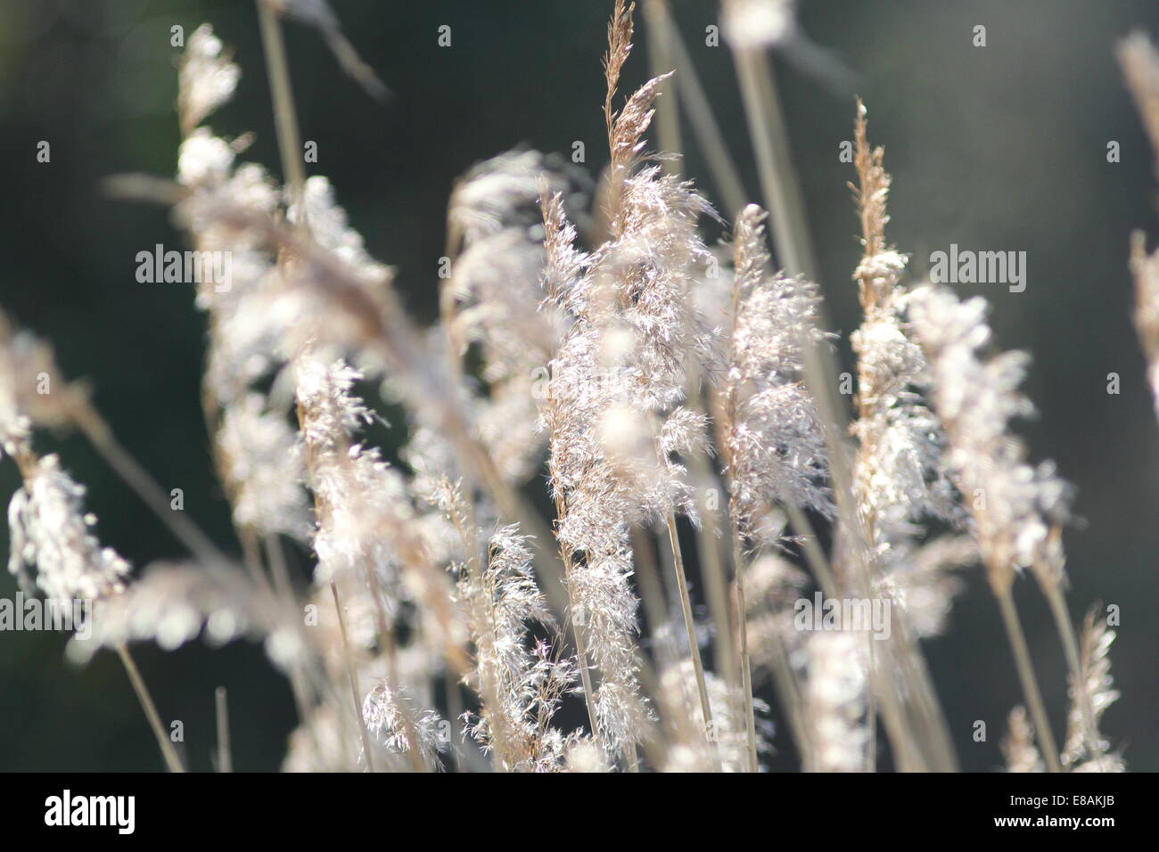 Reed seed heads Stock Photo Alamy
