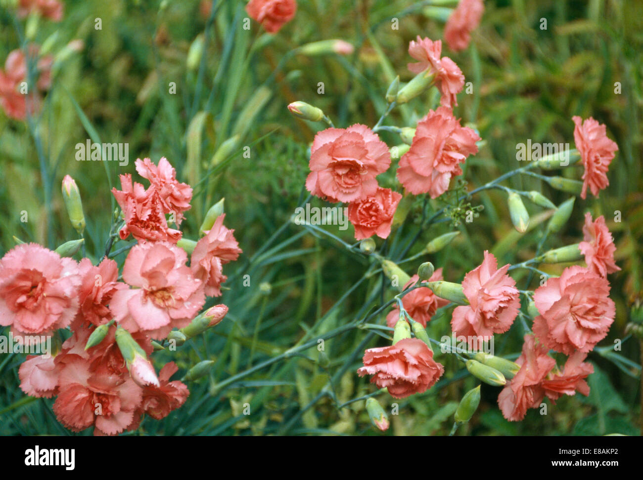 Close-up of pink dianthus Doris' Stock Photo