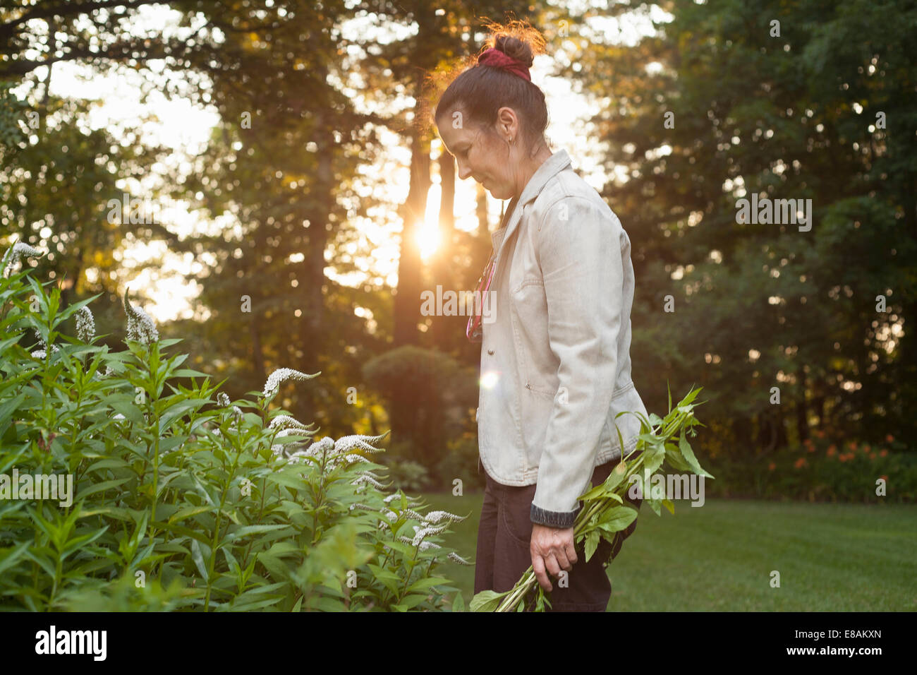 Mature woman tending garden plants Stock Photo