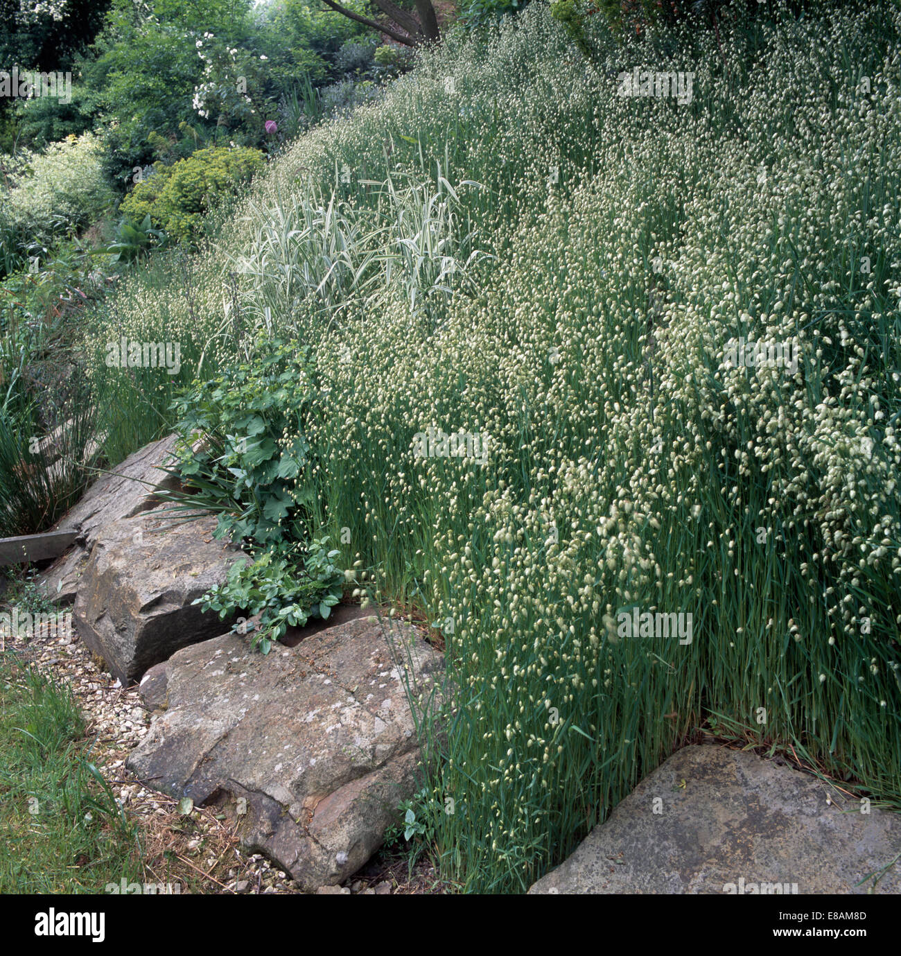 Close-up of quaking grass beside rocks edging hillside garden Stock Photo