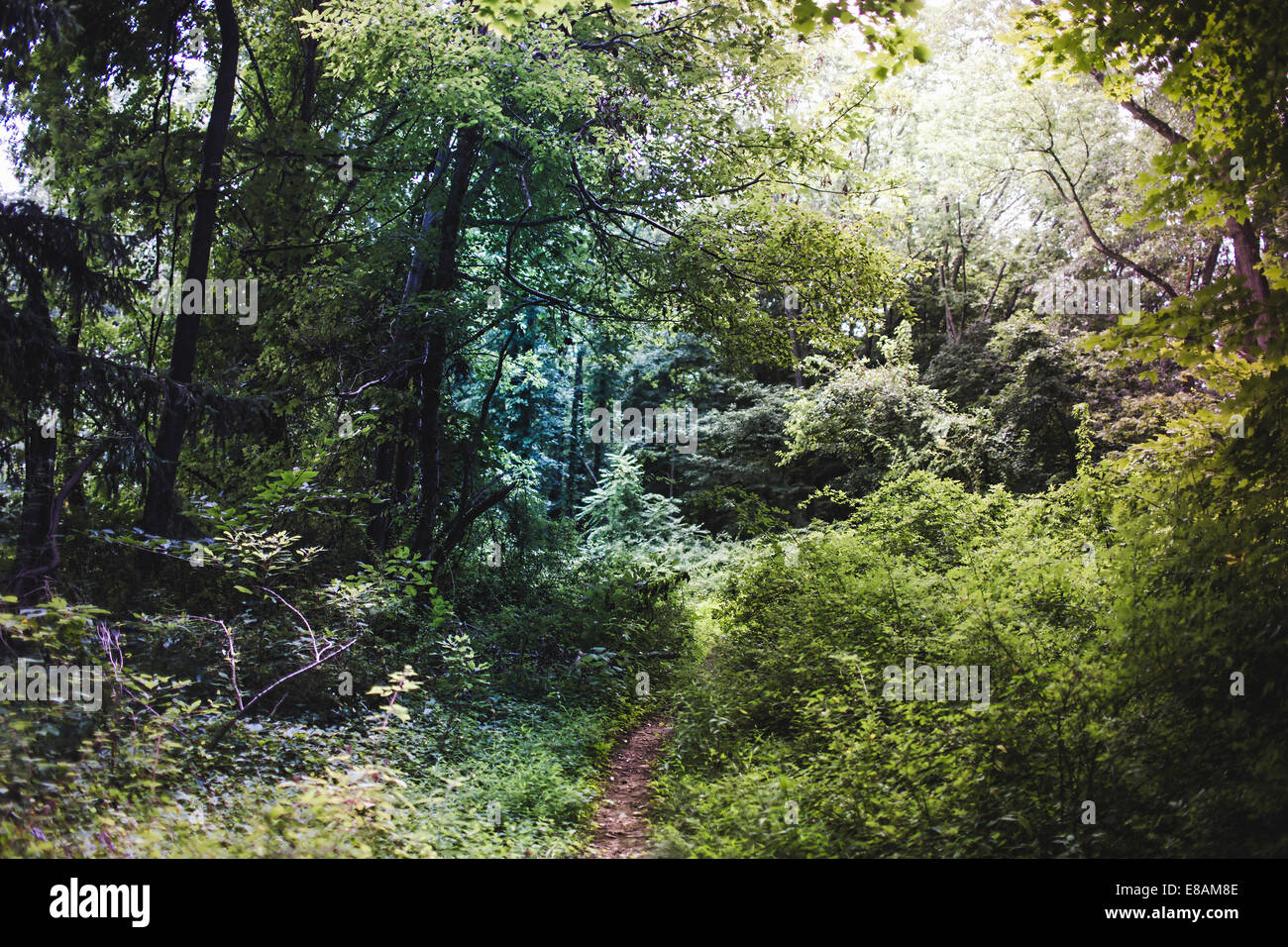 Lush forest scenery, Watchung Reservation, New Jersey, USA Stock Photo