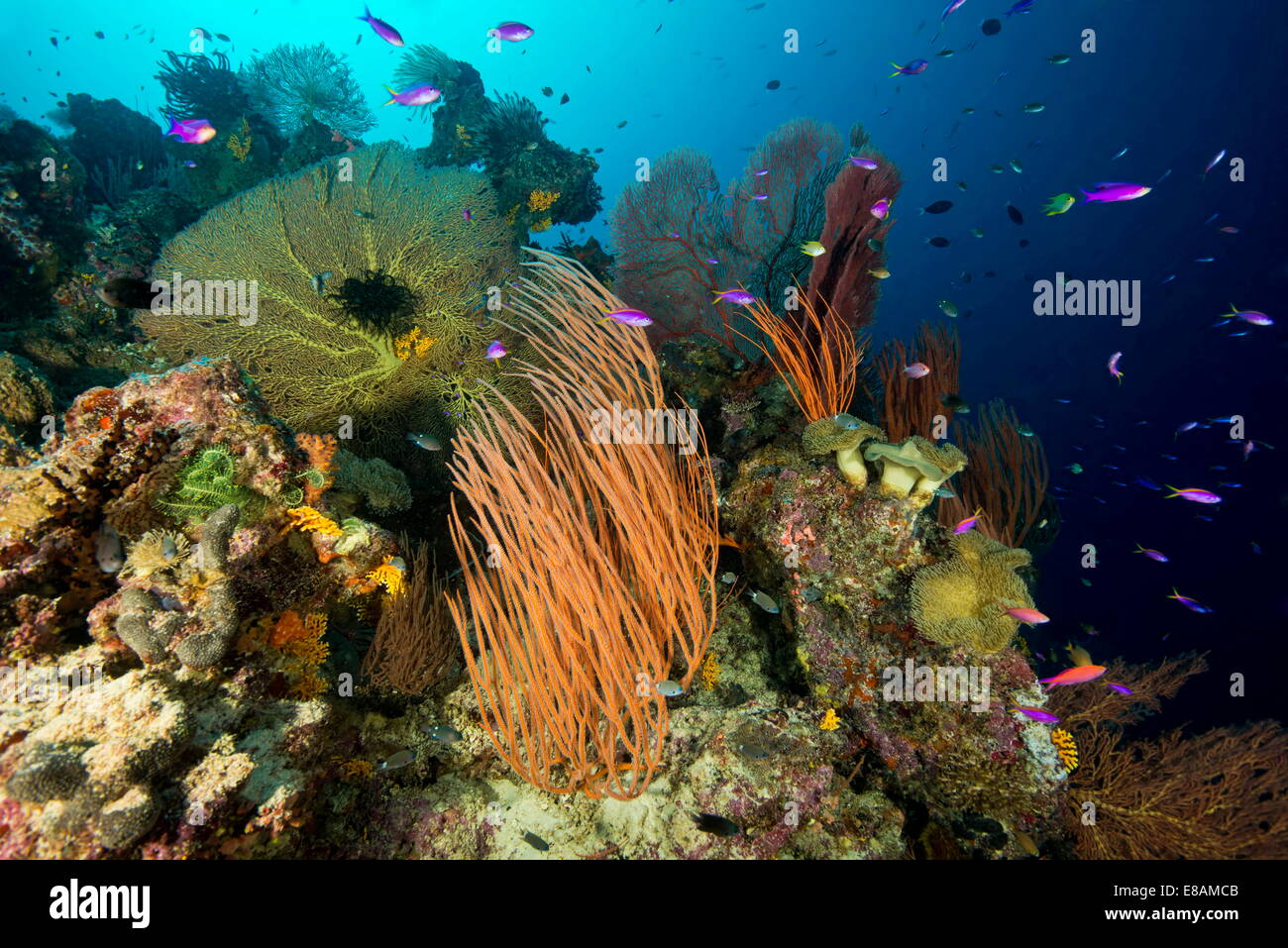 Fish and coral underwater, Charapoana Point, Uepi Island, New Georgia, Solomon Islands Stock Photo