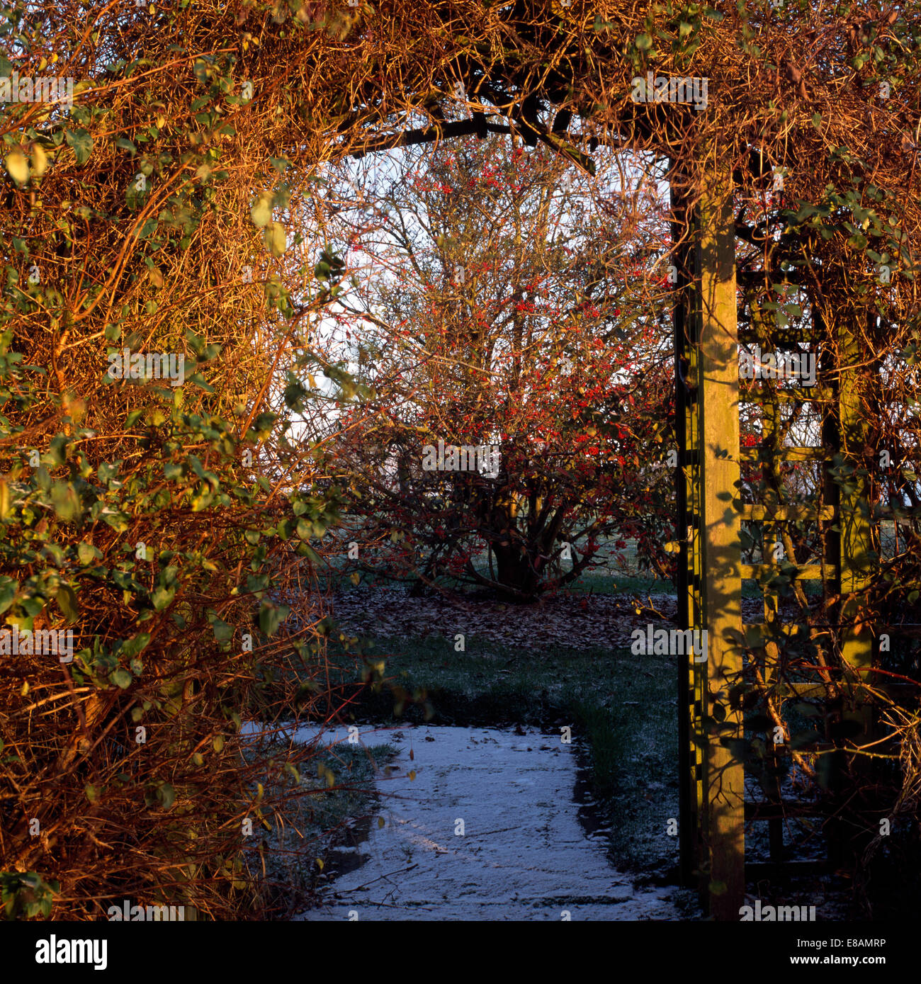 Autumn leaved climber on rustic wooden arch above frosted path in country garden Stock Photo