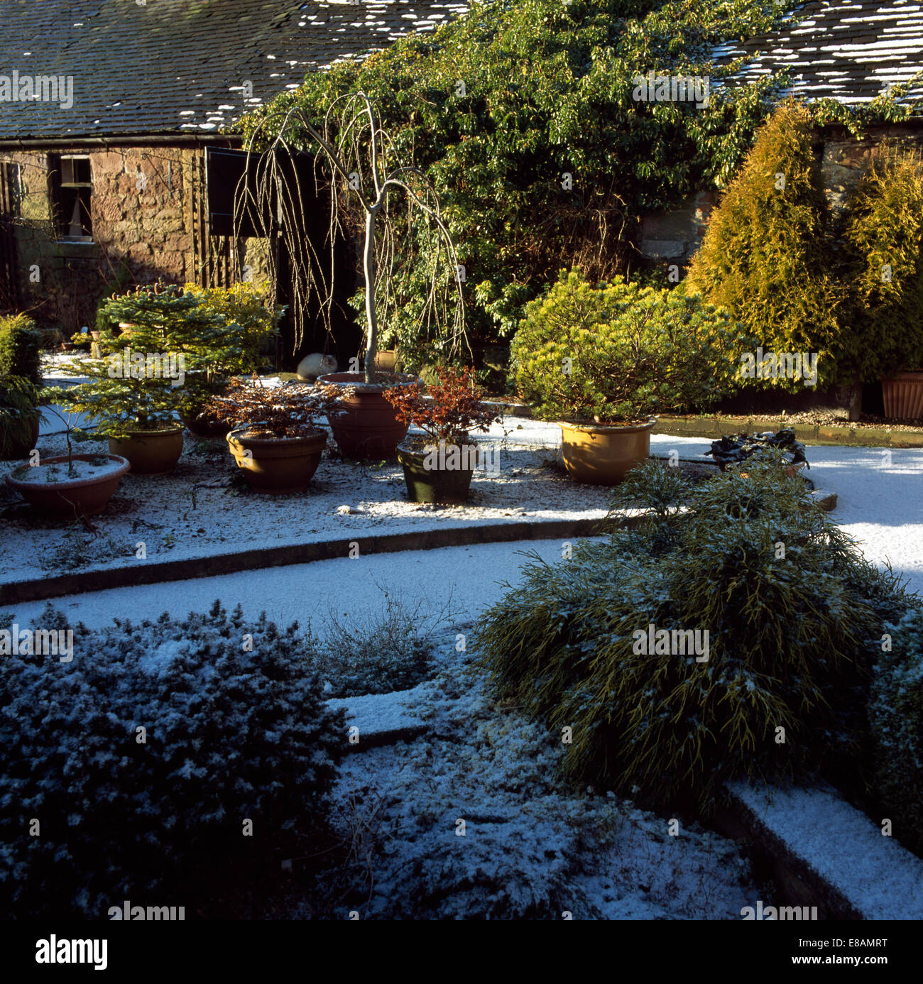 Snow covered garden shrubs hi-res stock photography and images - Alamy