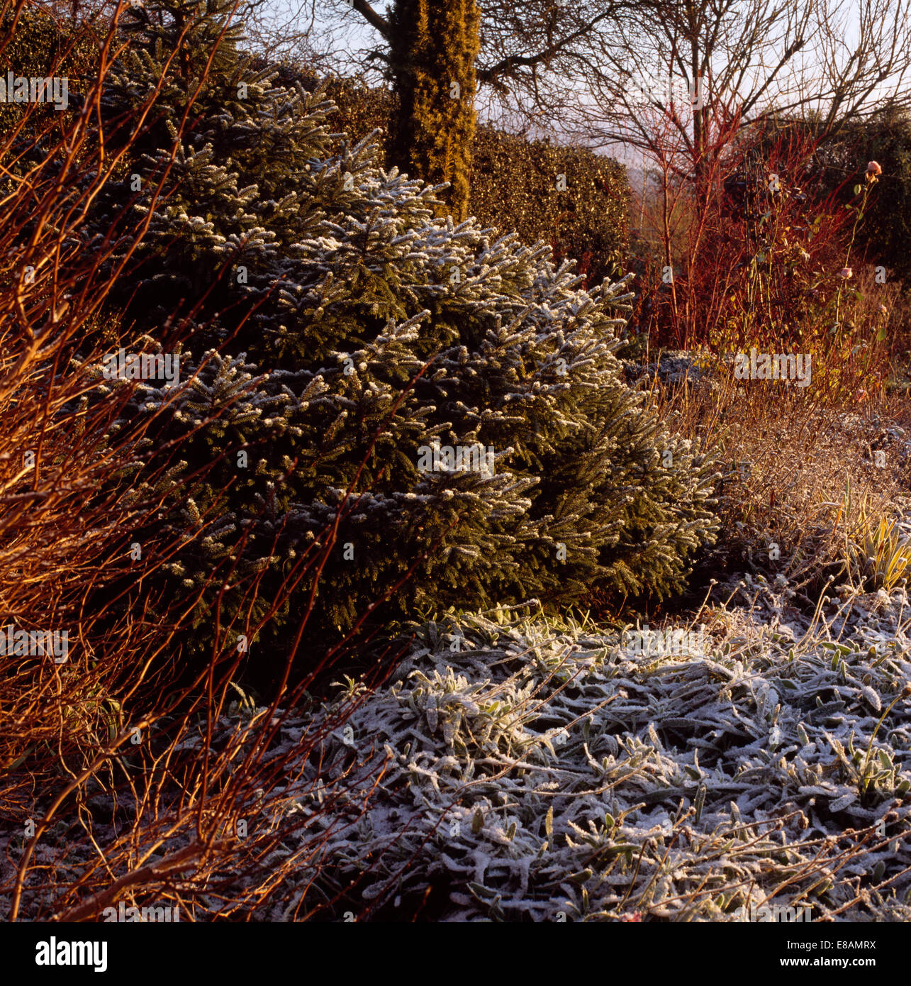 Frosted grass and small conifer shrub in large country garden in early winter Stock Photo
