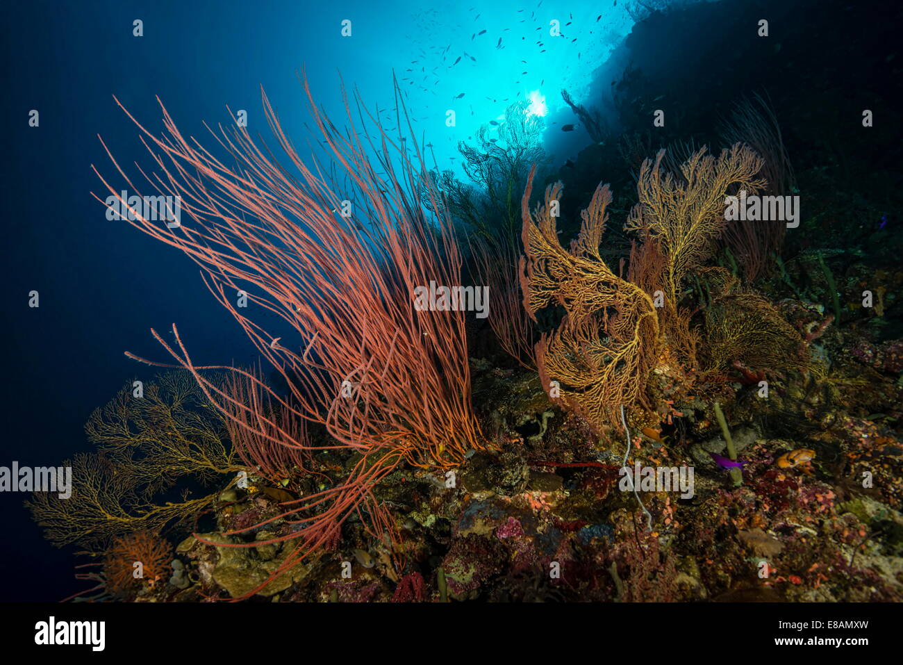 Sea Whips underwater at Uepi Elbow, Uepi Island, New Britain, Solomon Islands Stock Photo