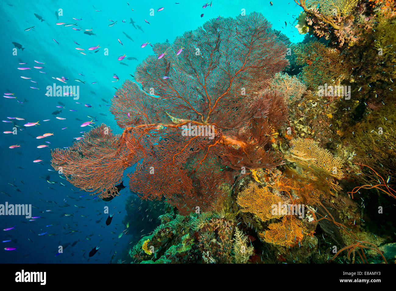 Coral and marine plants, Uepi Point, Uepi Island, New Britain, Solomon Islands Stock Photo