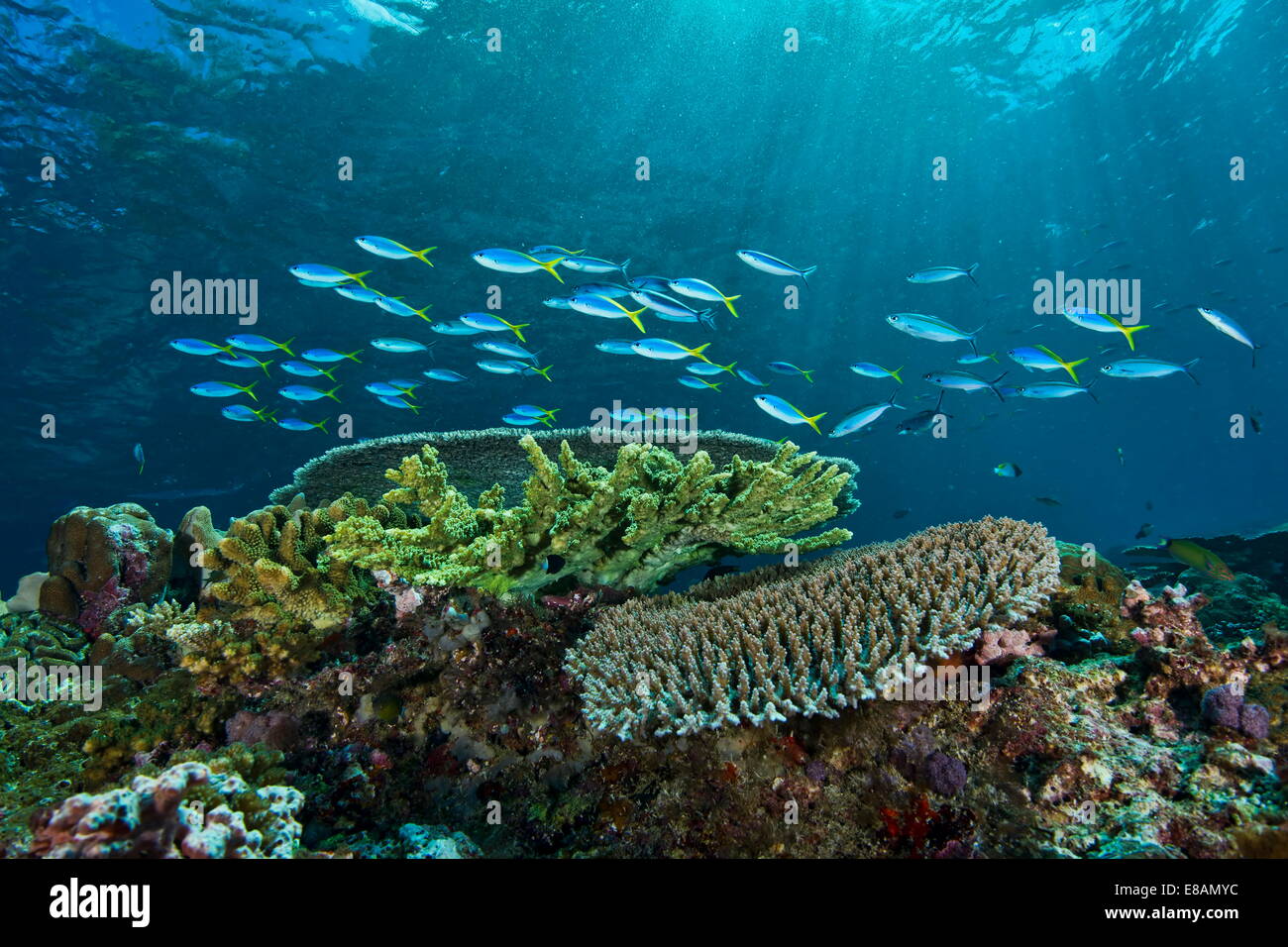Fusilier fish over hard coral Stock Photo
