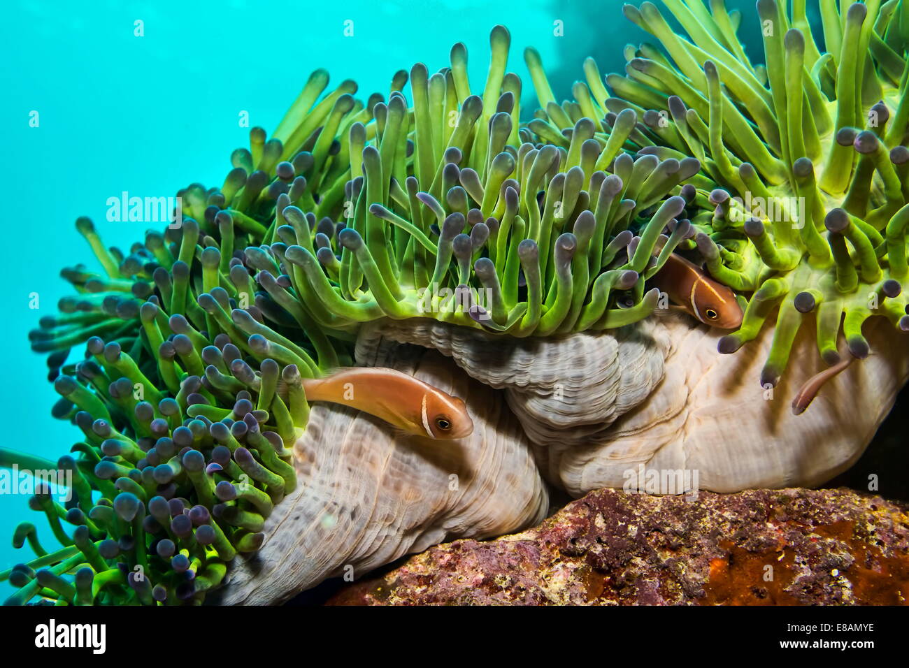 Clownfish and sea anemone Stock Photo