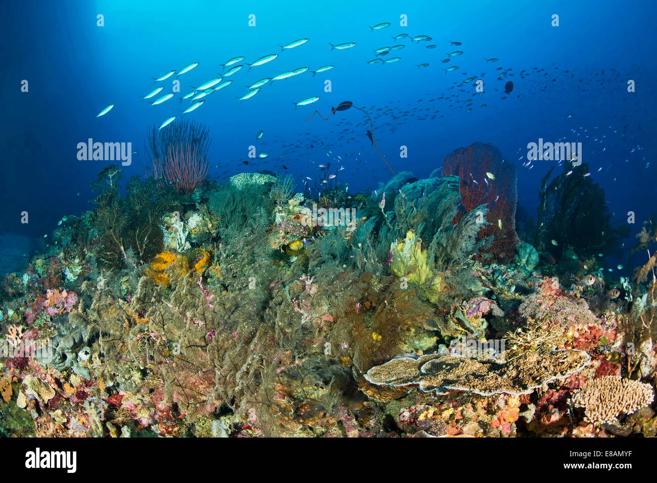 Fish over coral, Nusa Roviana, Munda, New Britain, Solomon Islands Stock Photo