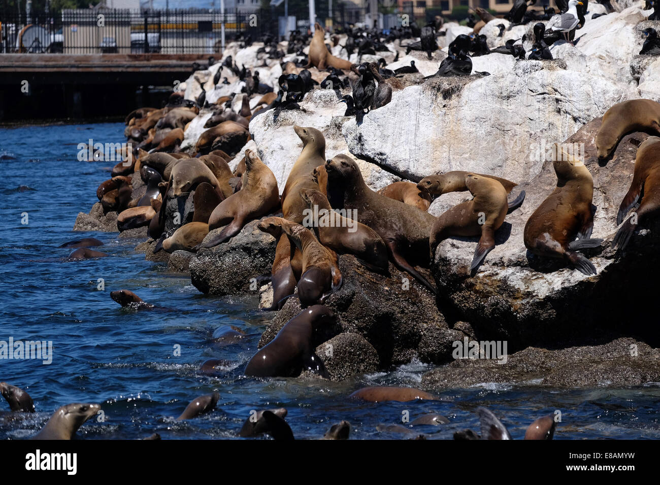 Harbour seals and Californian sea Lions share the rocks of Monterey Bay