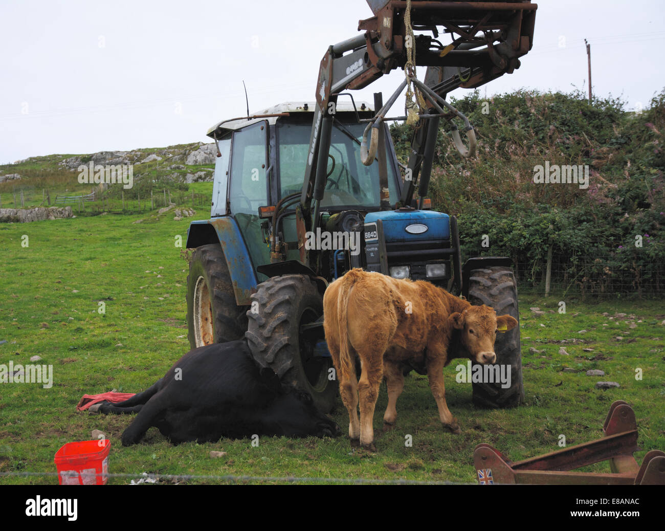 Cow mortality on calving:  Occasionally the cow suffers nerve damage and cannot stand after calving. Stock Photo