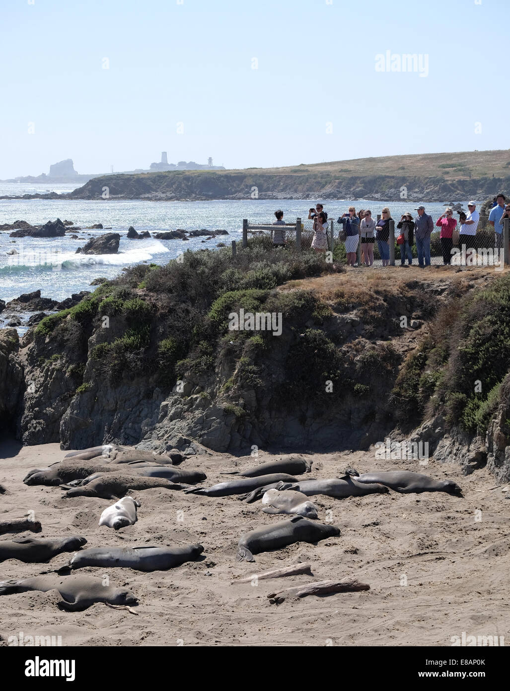 Tourist watch the Elephant seals on the beach in California Stock Photo