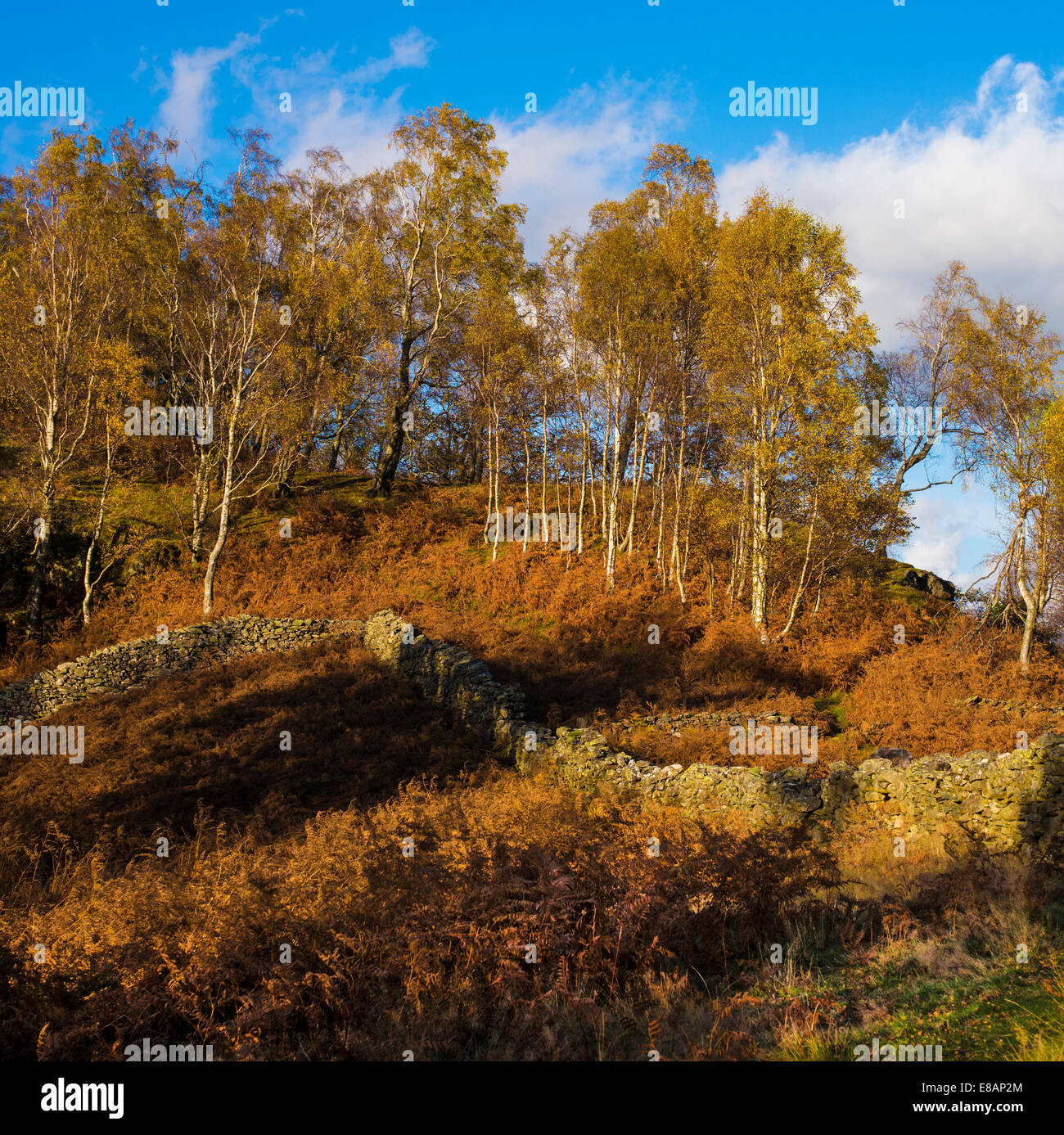Autumnal bracken and Silver Birch in Borrowdale, English Lake District