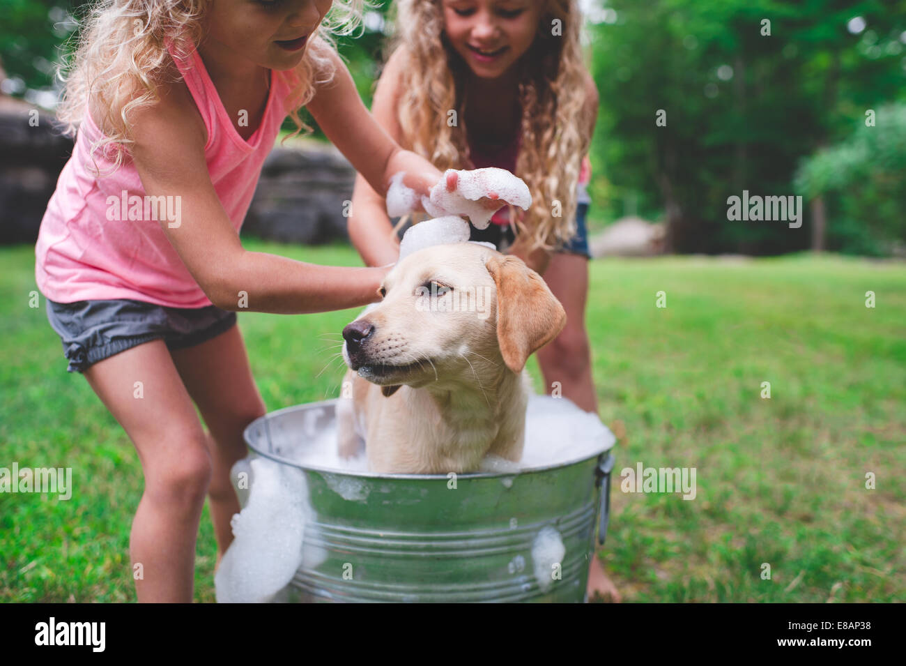 Two golden labrador hi-res stock photography and images - Alamy