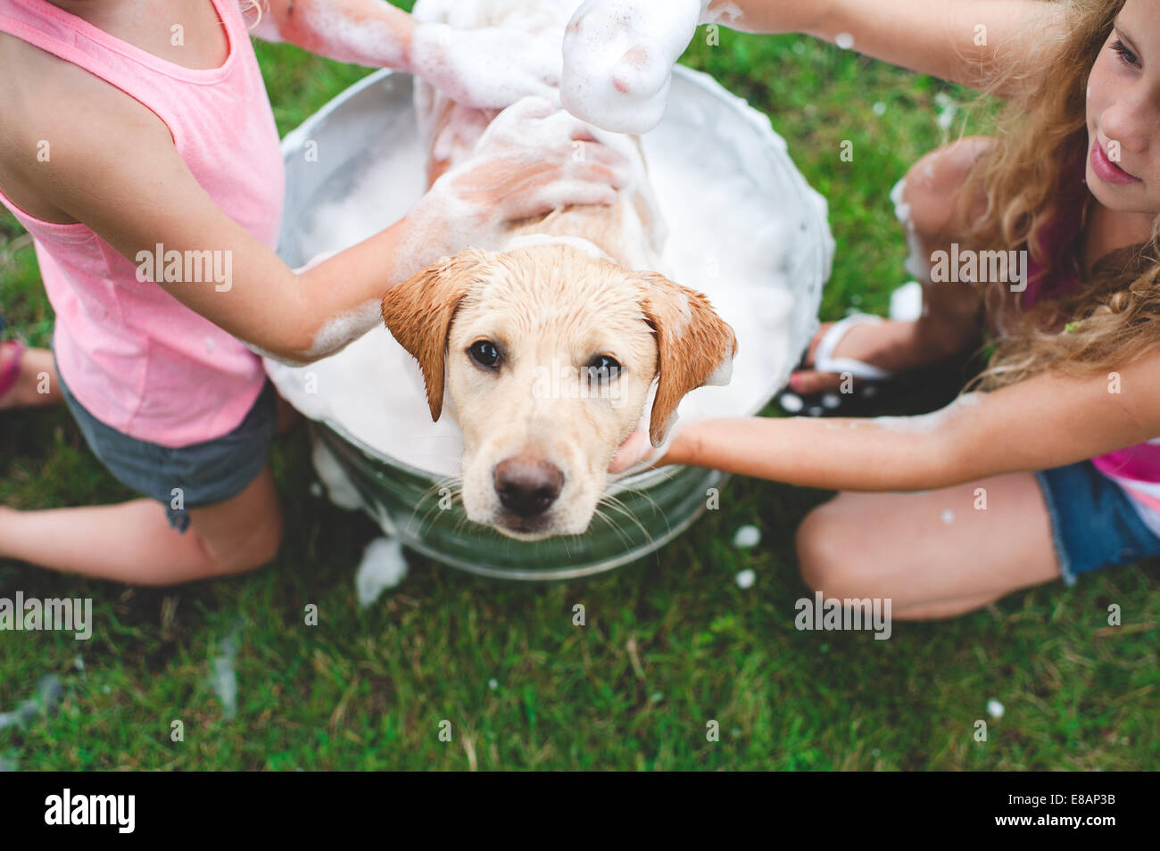 Labrador Retriever puppy in bucket looking up Stock Photo