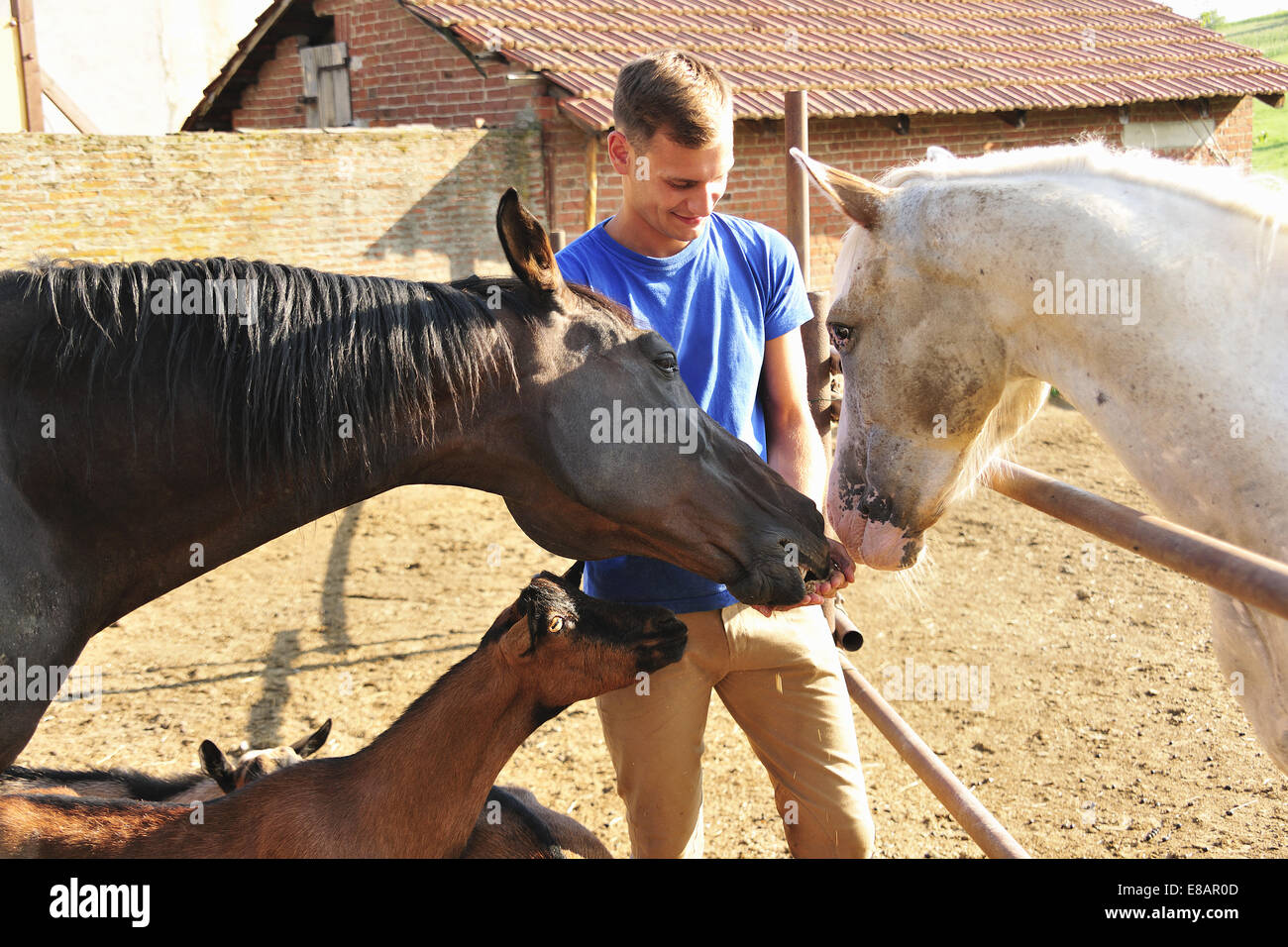 Young man feeding small group of horses and goats in paddock Stock Photo