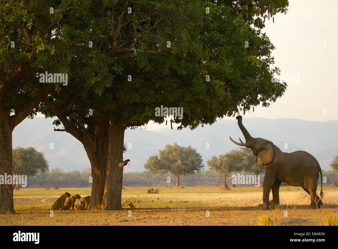 Eat from trees