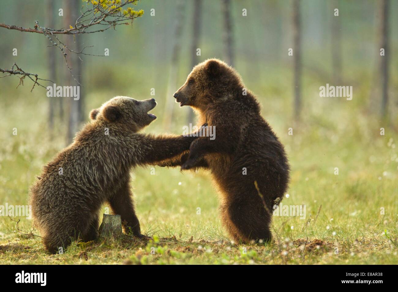 Two brown bear cubs play fighting (Ursus arctos) in Taiga Forest, Finland Stock Photo