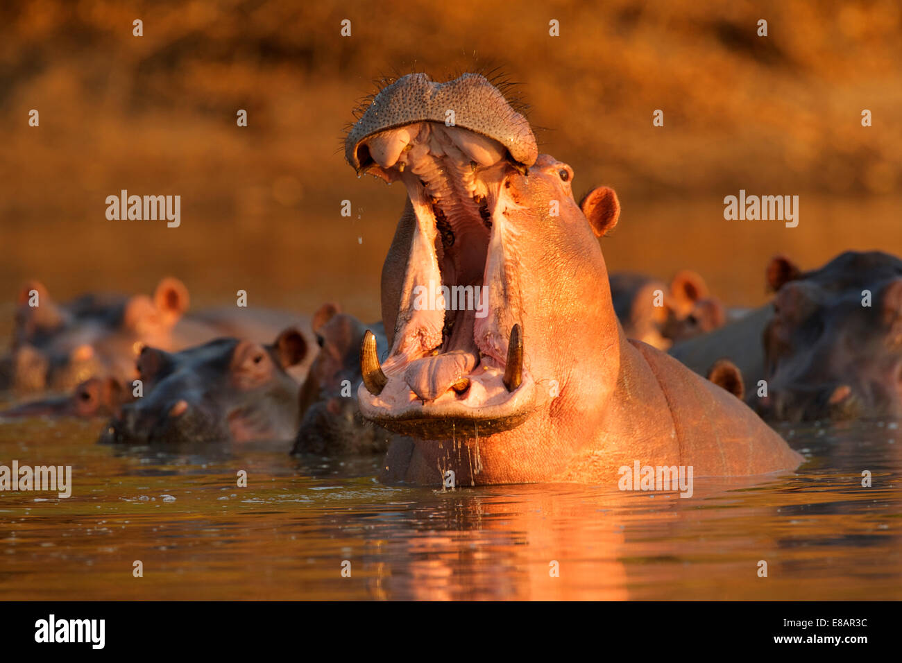 Hippopotamus (Hippopotamus amphibius) giving warning yawn, Mana Pools National Park, Zimbabwe Stock Photo