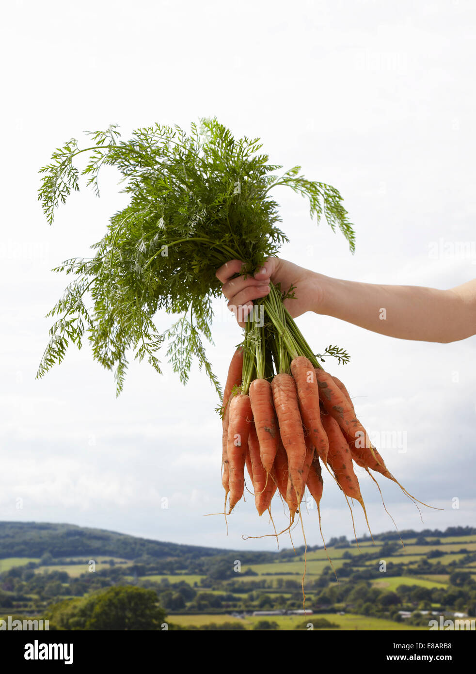 Hand holding up bunch of carrots Stock Photo