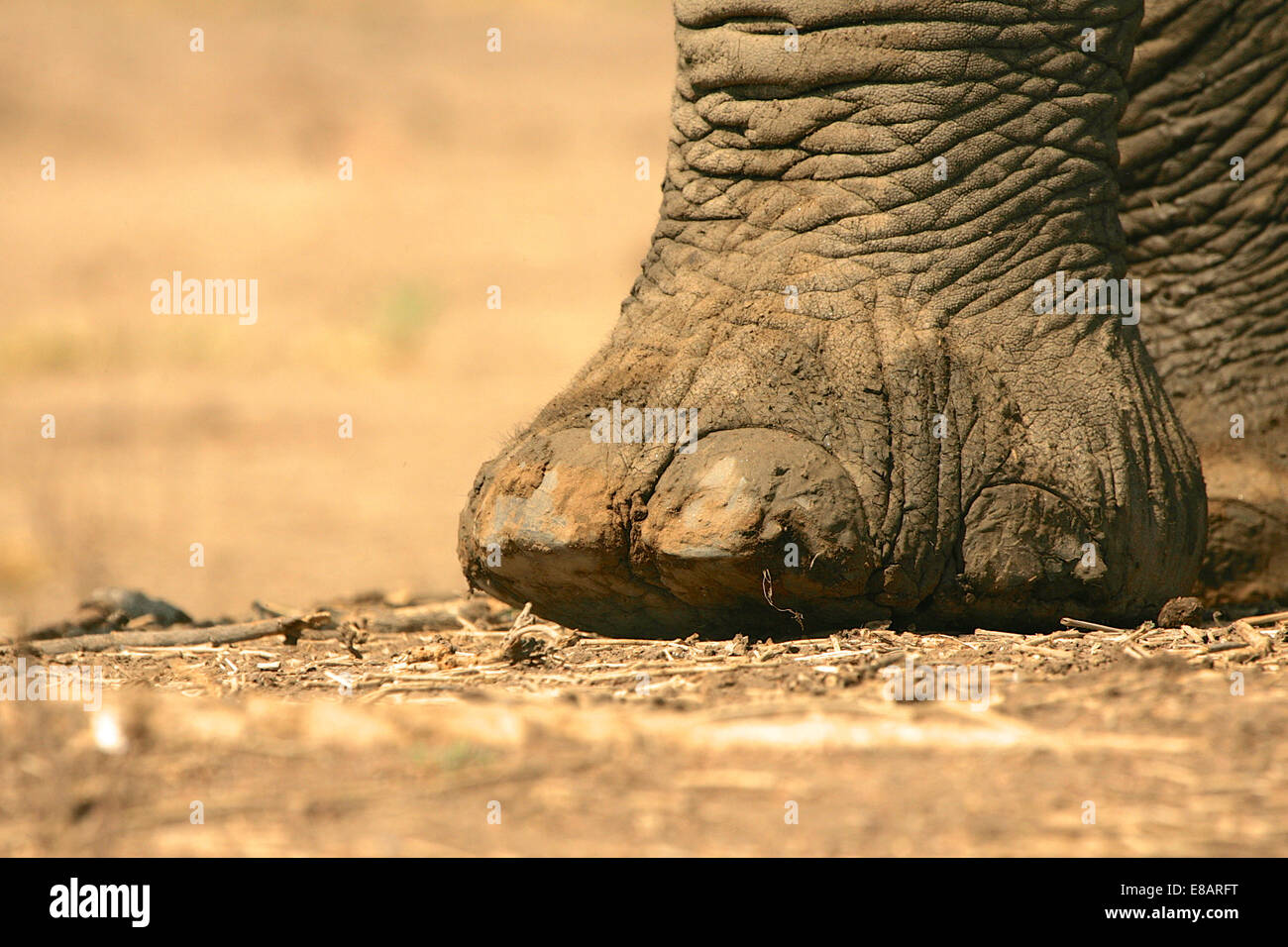 Elephant foot anatomy hires stock photography and images Alamy