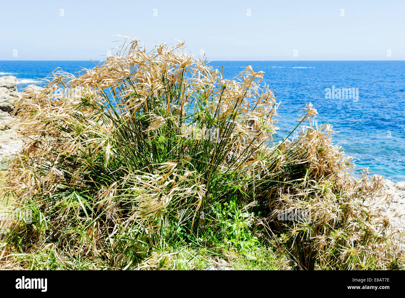 Mediterranean Grass Stock Photos & Mediterranean Grass Stock Images Alamy