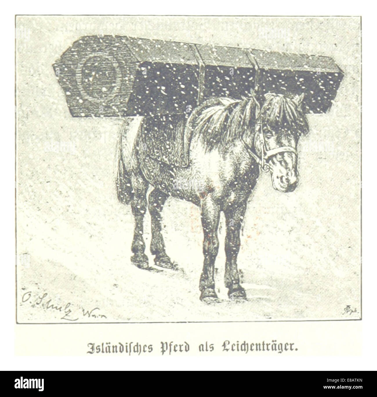 (Baumg1889) IslC3A4nisches Pferd als LeichentrC3A4ger Stock Photo