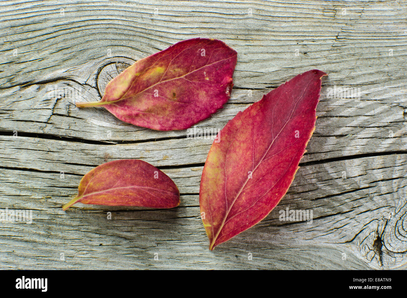 Natural red colored leaves at a weathered wooden surface Stock Photo