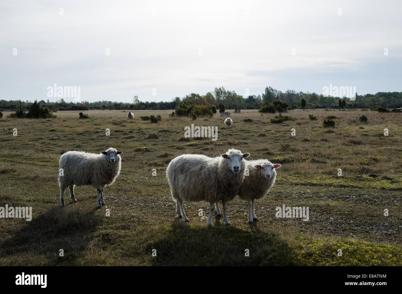 Backlit curious sheeps in their pastureland at autumn Stock Photo