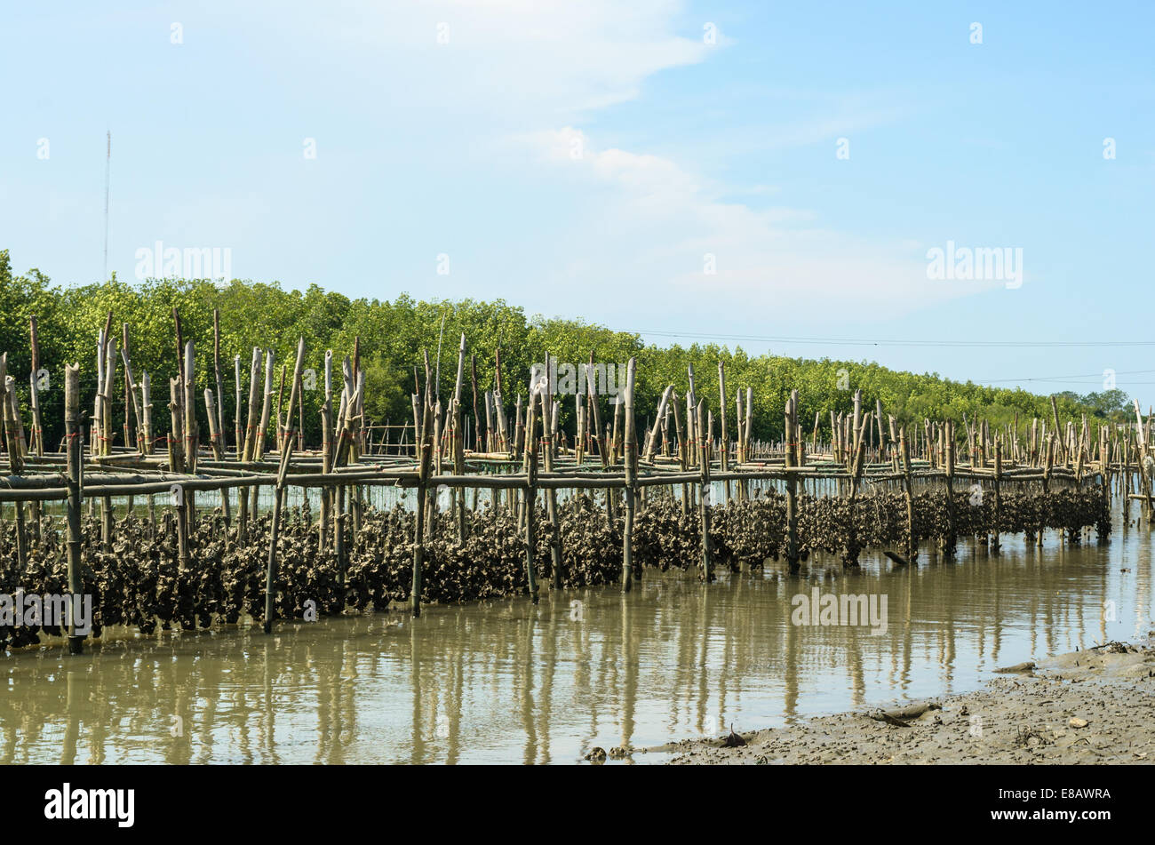 Oyster farming in mangrove areas of Thailand. Stock Photo