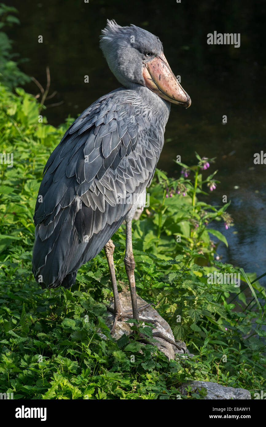 Shoebill / whalehead / shoe-billed stork (Balaeniceps rex) native to tropical east Africa Stock Photo