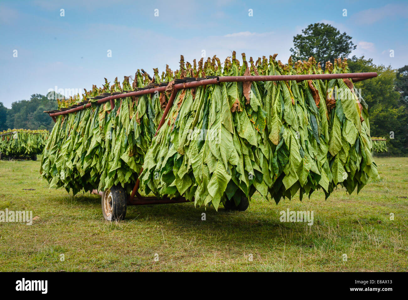 Tobacco plants harvested and hanging upside down on a trailer in a