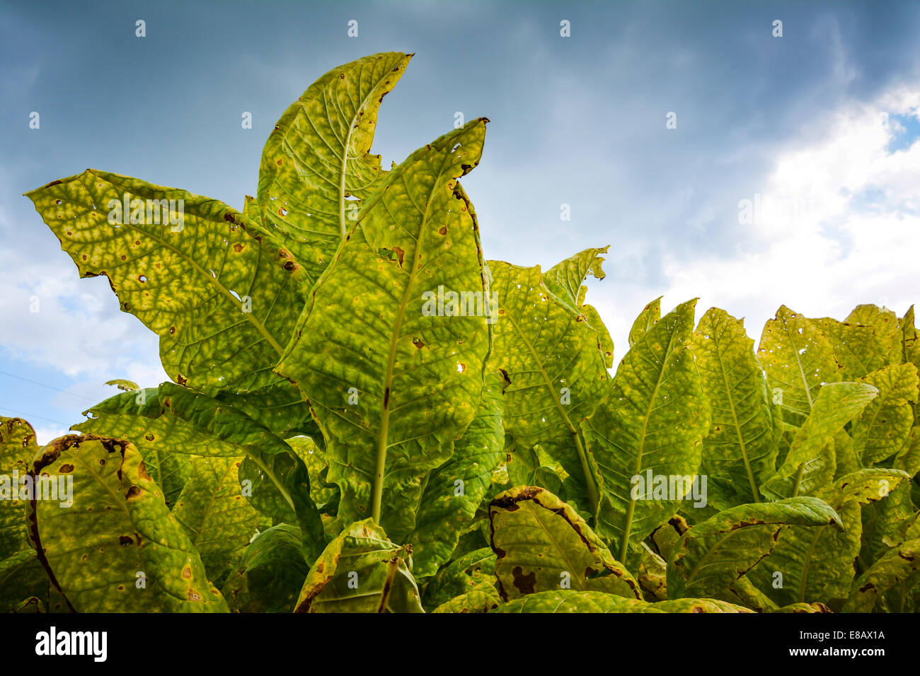 A field of tobacco plants are mature and ready for harvesting Stock
