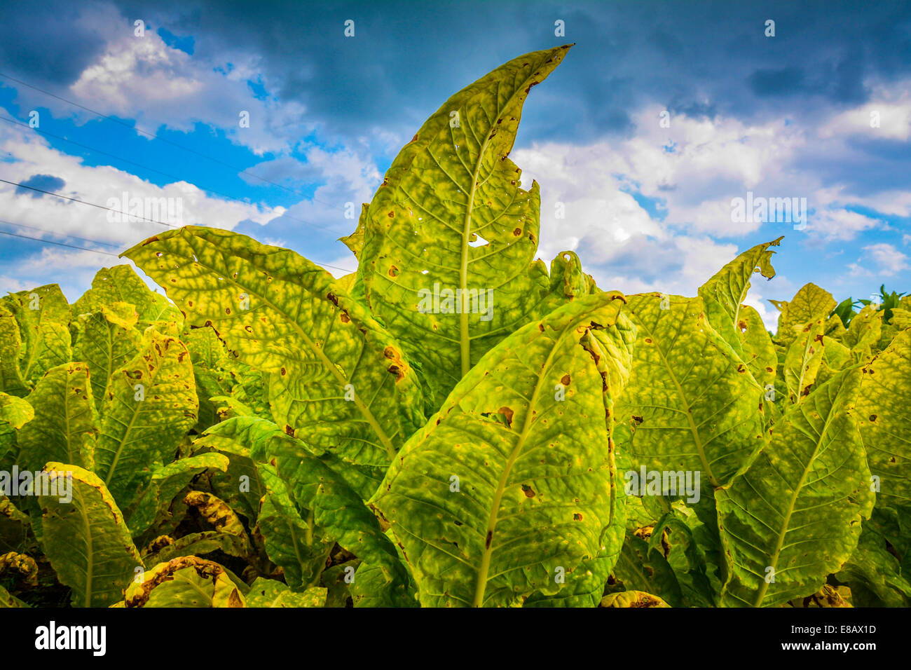 A field of tobacco plants are mature and ready for harvesting Stock