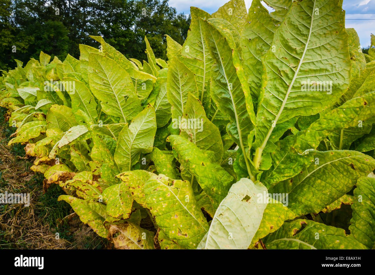 Harvesting Tobacco Leaves Stock Photos & Harvesting Tobacco Leaves Stock Images Alamy