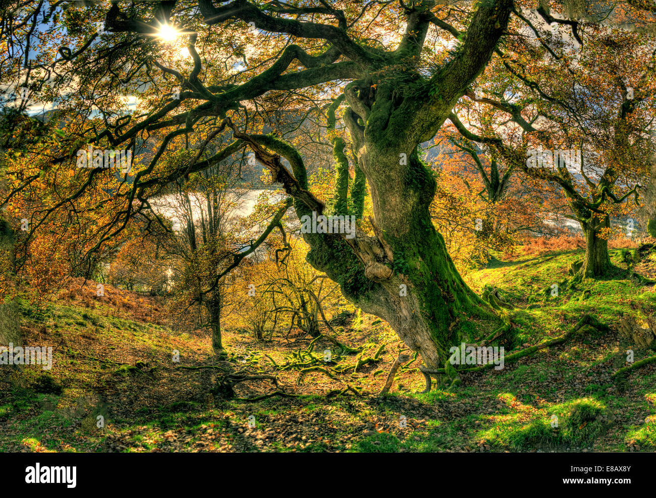 Old Oak Tree, Rydal, English Lake District, UK. Stock Photo