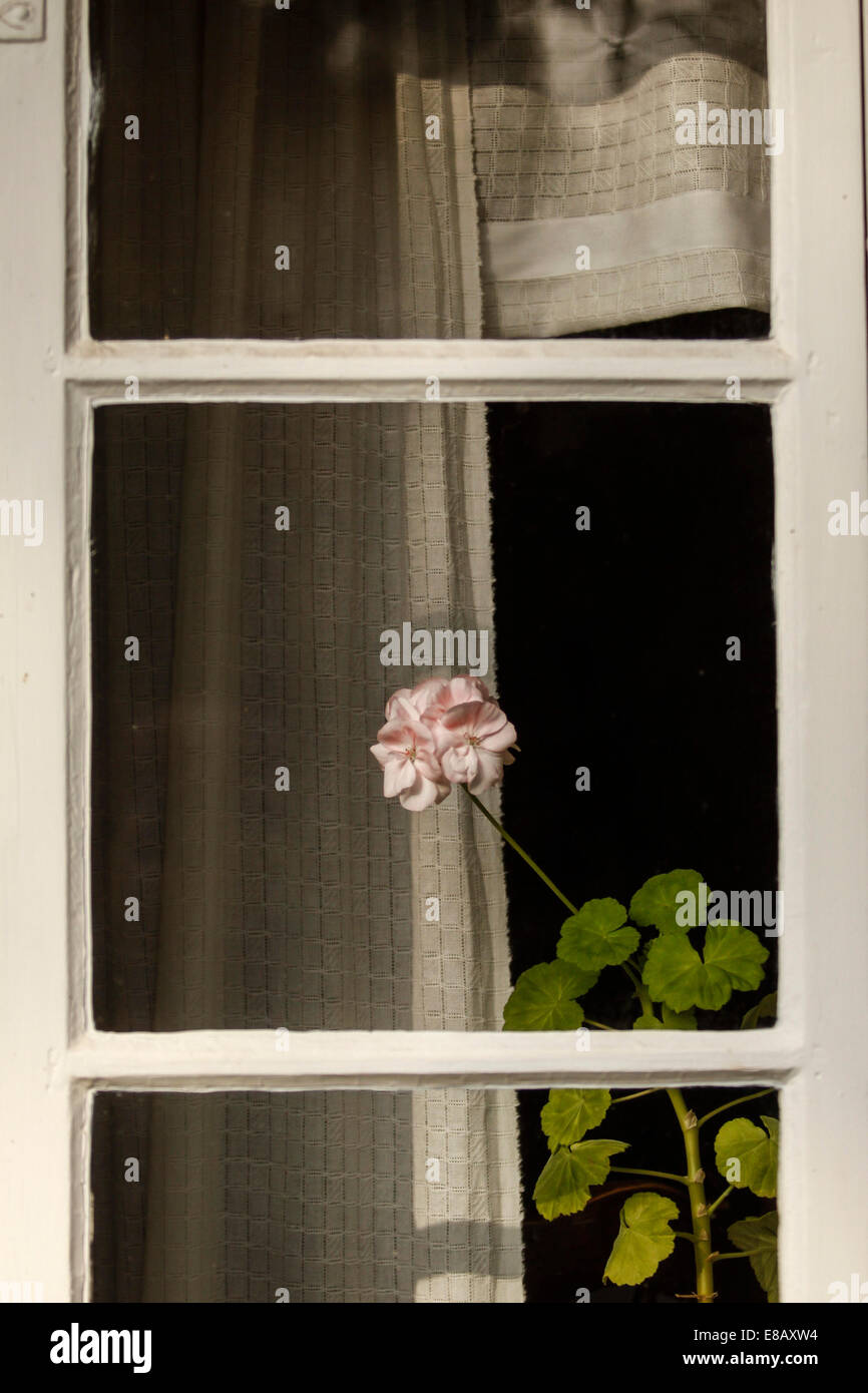 Autumn, geranium, flower, Stockholm, Sweden, Scandinavia Stock Photo