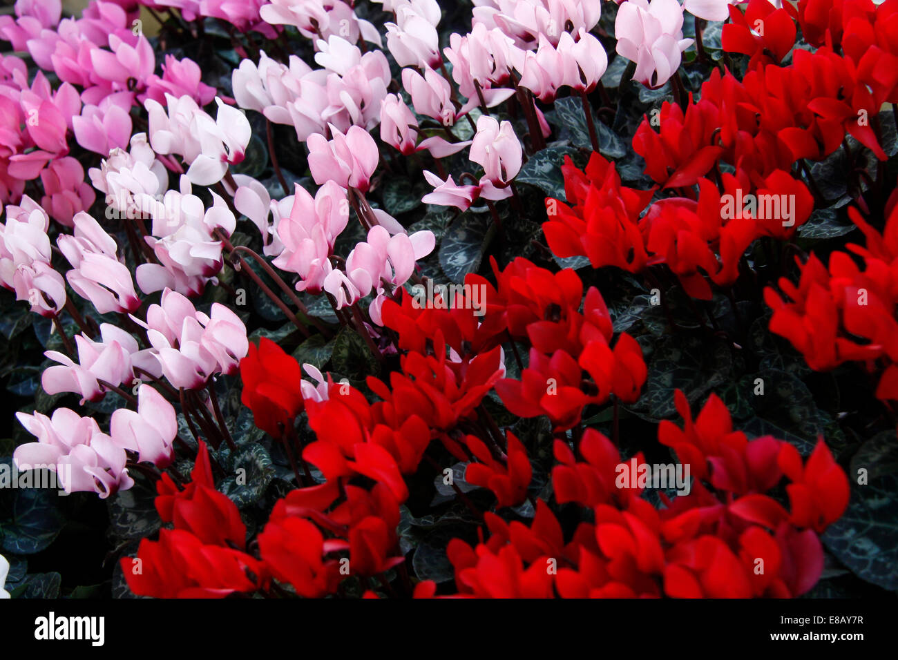 Flowers in the marketplace in Stockholm Stock Photo Alamy
