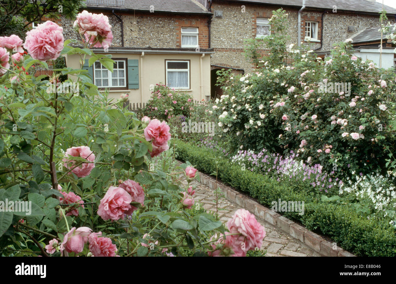 Pink roses in borders on either side of paved path between borders with ...
